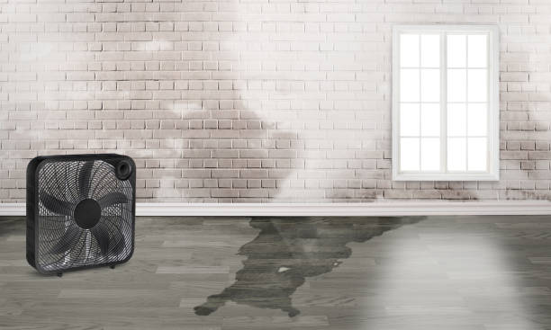 Best Water damage cleanup near me  in Fulton, TX